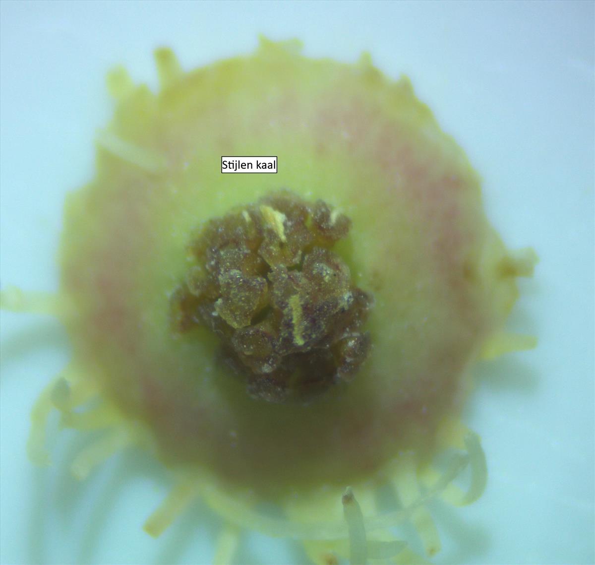 Rosa micrantha (door Jan Klinckenberg)